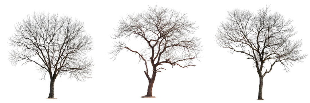 set of leafless trees cutout isolated on transparent background