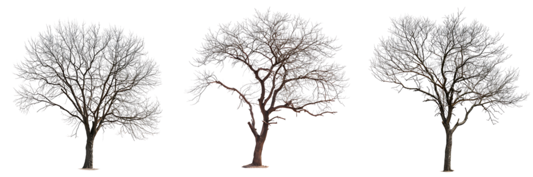 set of leafless trees cutout isolated on transparent background