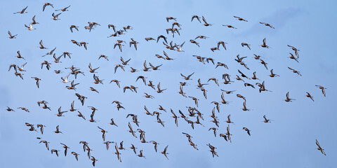 Barge à queue noire - Limosa limosa - oiseaux limicoles - scolopacidés
