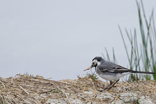 Bergeronnette grise- Motacilla alba - Hoche queue gris - passereaux - motacillid&eacute;s
