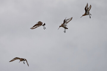 Barge à queue noire - Limosa limosa - oiseaux limicoles - scolopacidés