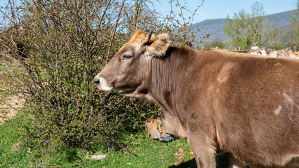 bull or cow profile portrait