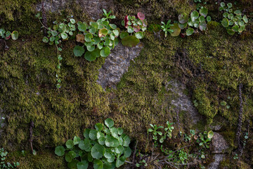 Green moss landscape on an exterior wall
