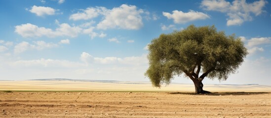 Olive tree in the field. Creative banner. Copyspace image