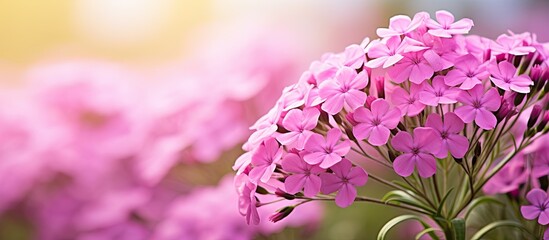 Obraz premium Beautiful phlox flowers growing in a nature against blur background. Creative banner. Copyspace image
