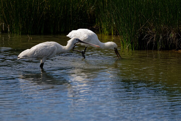 Spatule blanche - Platalea leucorodia - échassiers - Threskiornithidae

