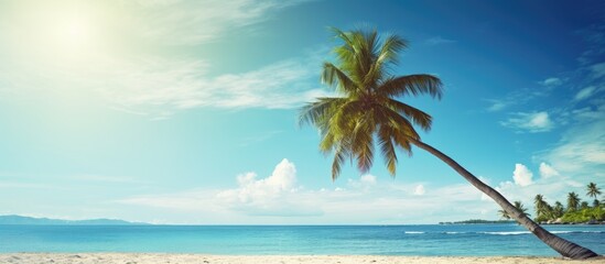 Beautiful sea view with palm tree on sunny day. Creative banner. Copyspace image