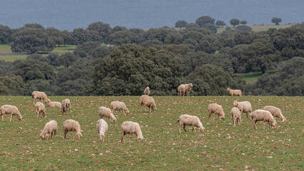 Sheep grazing on a green meadow