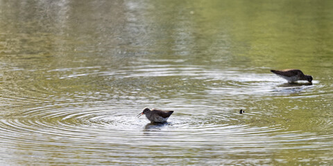 bécasseau sanderling - Calidris alba - Scolopacidae