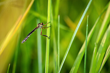 A robber fly in a meadow