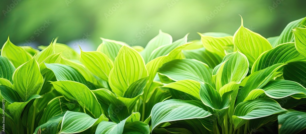 Poster hosta in the garden green leaves of perennial hosta natural background green background background o
