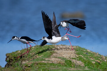 &Eacute;chasse blanche - Himantopus himantopus - oiseaux &eacute;chassiers - limicoles - Recurvirostridae
