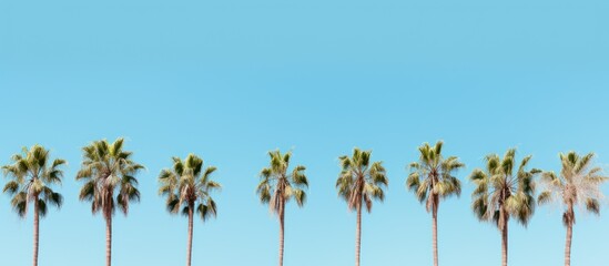 Fototapeta premium Palm trees view from below into the sky. Creative banner. Copyspace image