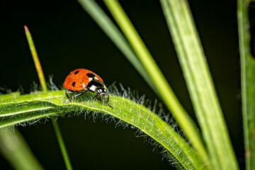 A Ladybug in a meadow