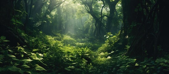wild summer forest with thick vines. Creative banner. Copyspace image