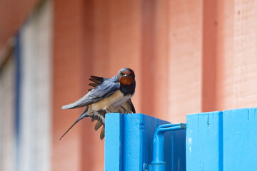 Hirondelle rustique - Hirundo rustica  ©  - Erick M - 