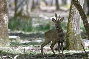 Chevreuil - Capreolus capreolus
