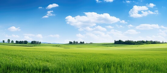 Green field forest and blue sky. Creative banner. Copyspace image
