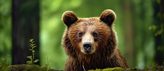 Obraz premium Close up portrait of Brown bear in the summer forest Green forest natural background Scientific name Ursus arctos Natural habitat. Creative banner. Copyspace image