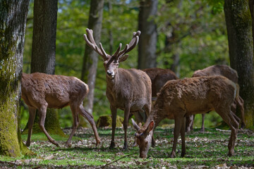 cerf - cervus elaphus
