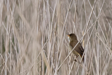 Rousserolle effarvatte - Acrocephalus scirpaceus -Acrocephalidae
