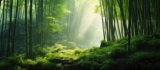 Obraz premium Bamboo Forest with Sunlight. Creative banner. Copyspace image