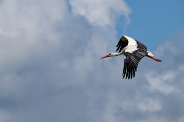 Cigogne blanche, Ciconia Ciconia