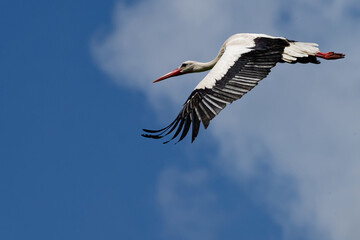 Cigogne blanche, Ciconia Ciconia