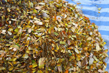 Brown dried leaves of rain tree. Dried leaves for composting