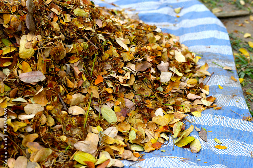 Canvas Prints brown dried leaves of rain tree. dried leaves for composting