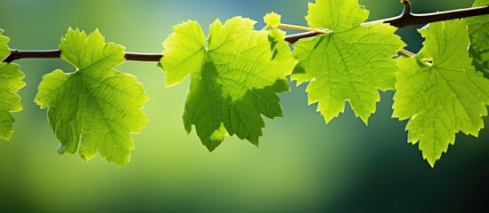 Fototapeta premium Grape leaf. Creative banner. Copyspace image