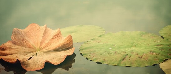 Old lotus leaf. Creative banner. Copyspace image