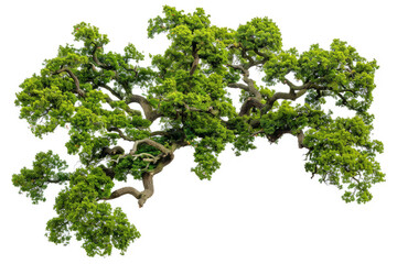 Obraz premium aerial view of an ancient oak woodland, highlighting the natural patterns and textures formed by the trees.