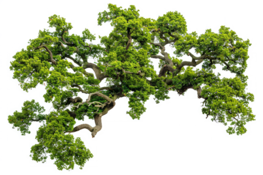 aerial view of an ancient oak woodland, highlighting the natural patterns and textures formed by the trees.