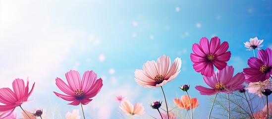 Comos flower. Creative banner. Copyspace image