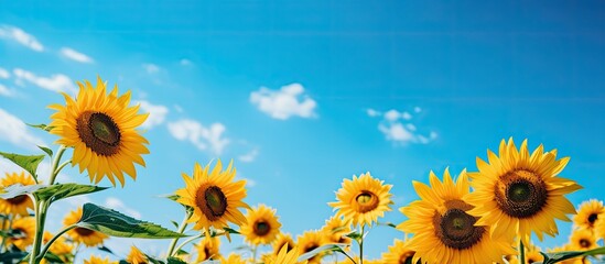fading sunflowers in the summer blooming at the end of flowering sunflowers in the summer in the field. Creative banner. Copyspace image © HN Works