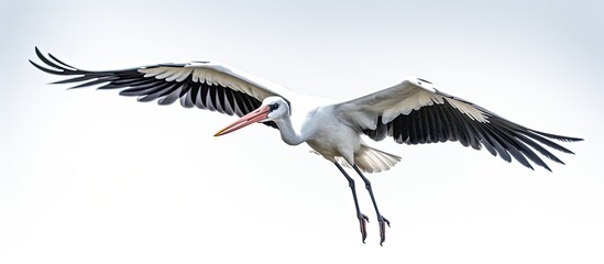 Obraz premium White Stork in Flight on White Background Isolated. Creative banner. Copyspace image