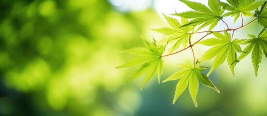 Obraz premium Green leaf of Japanese maple. Creative banner. Copyspace image