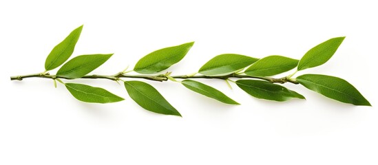 Naklejka premium Green tea leaf isolated on white background. Creative banner. Copyspace image