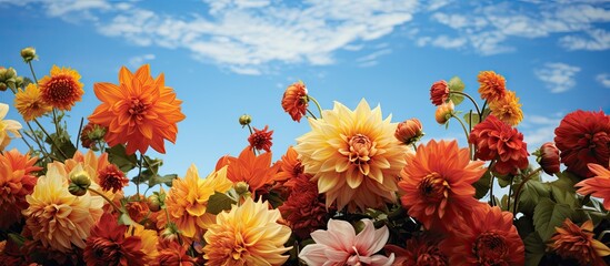 Beautiful bouquet with orange dahlias decoration from the garden blue sky. Creative banner. Copyspace image © HN Works