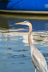 Portrait view of a heron isolated against a defocused background of water.