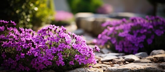 Obraz premium Europe PURPLE FLOWERING PLANTS IN GARDEN. Creative banner. Copyspace image