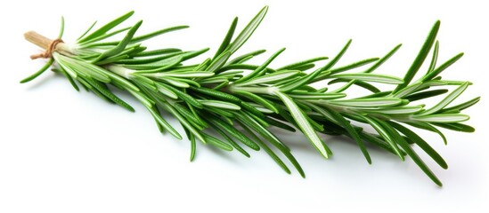 fresh rosemary branch isolated on white background. Creative banner. Copyspace image