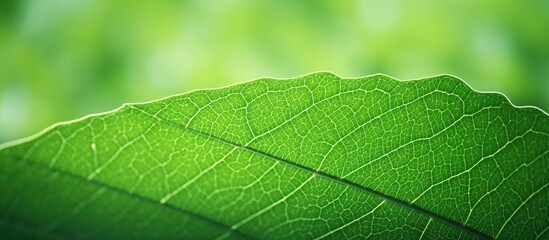 Obraz premium Close up nature green leaf texture background Shallow depth of field. Creative banner. Copyspace image