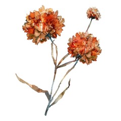 Watercolor Botanical Illustration of Dried Flowers on Branch