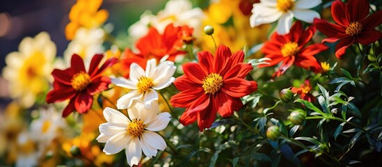 Flowers with red and yellow leaves in the garden. Creative banner. Copyspace image