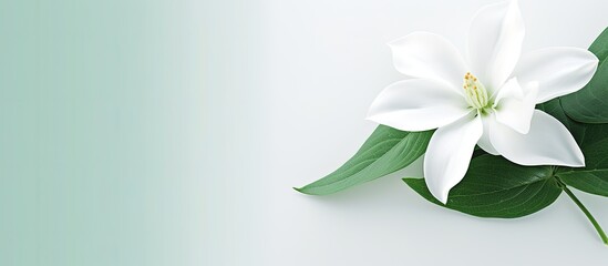 white flower green leaf background. Creative banner. Copyspace image