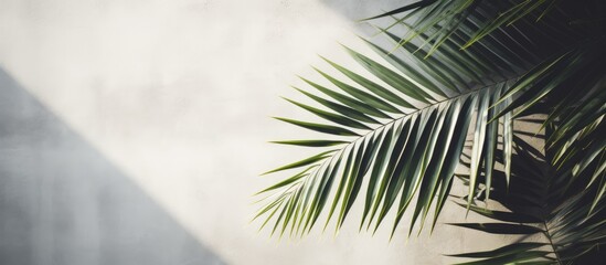 Fototapeta premium Soft shadows of tropical palm leaves on textured concrete background Summer travel concept Abstract minimal photo for advertising. Creative banner. Copyspace image