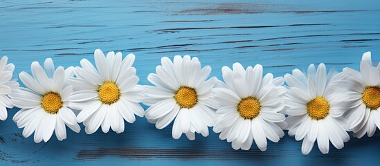 Heads of flowers white big daisies on a blue wooden surface top view. Creative banner. Copyspace image © HN Works