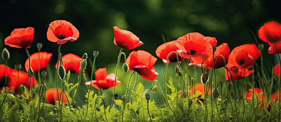 Obraz premium Red poppies on a background of green grass. Creative banner. Copyspace image